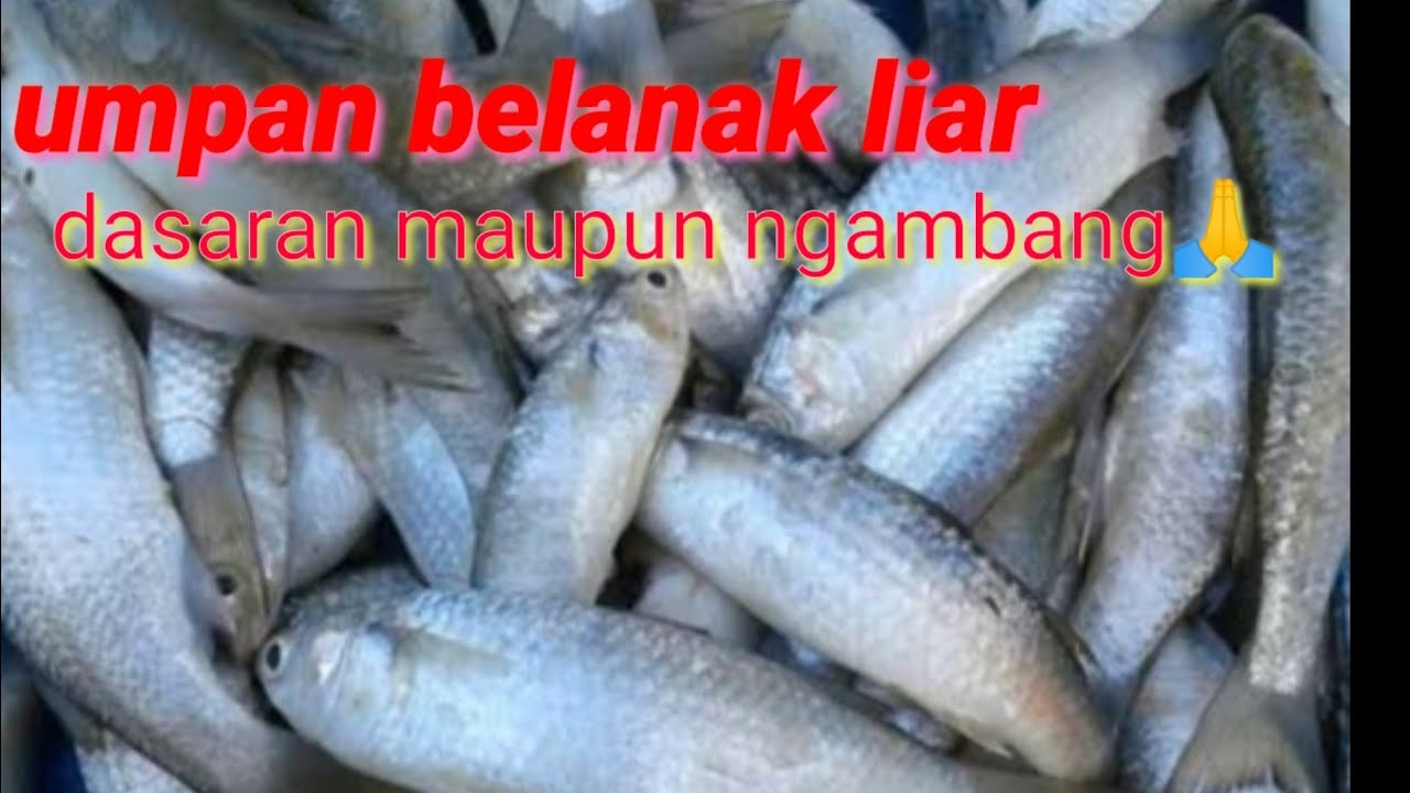 umpan ikan belanak//ngambang maupun dasaran//mancing belanak