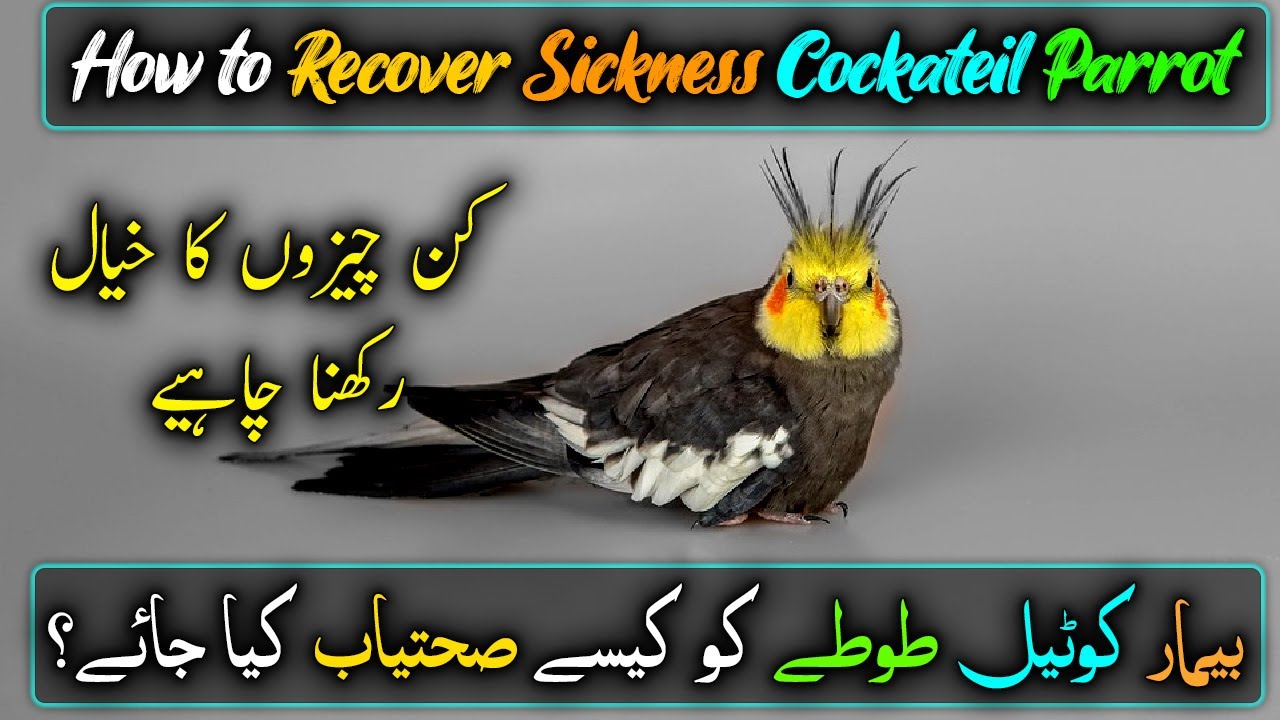 How to Recover Sickness Cocktail parrot video - Bemaar Cocktail