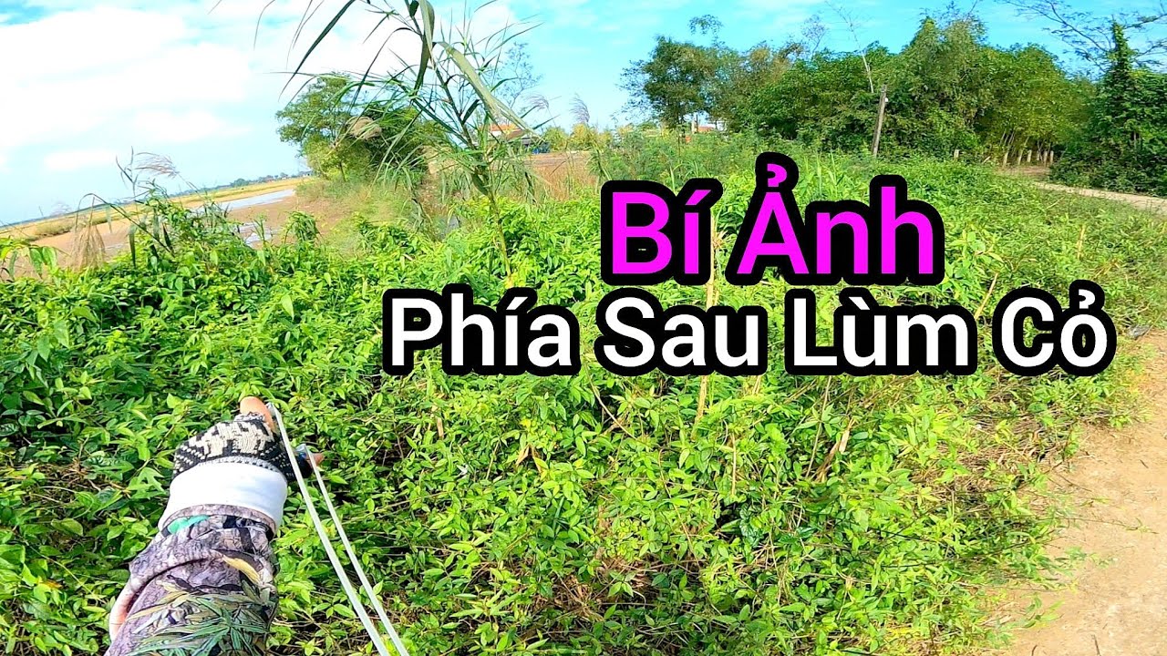 Đi Săn Bằng Ná Cao Su - Lụm Cò Bay - Slingshot Hunting Tập 303