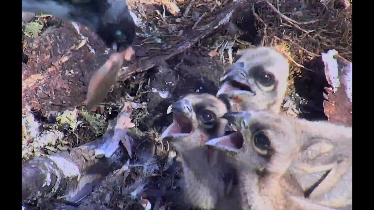Breakfast for Hog Island Ospreys. 08. 35 / 10 June 2018