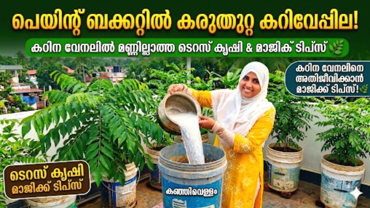 💯%വിജയം|പെയിന്റ് ബക്കറ്റും കഞ്ഞി വെള്ളവും മതി |കഠിന വേനലിൽ കറിവേപ്പ് നടാം|HomegardenideaMasterMidha 