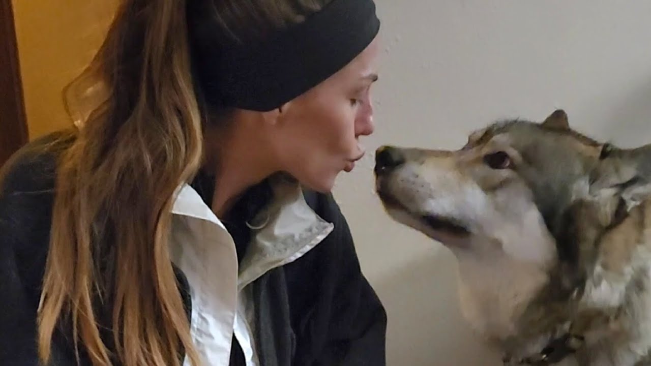 Волк и девочка! #petwolf #honeythewolf #wolf #wolfdog
