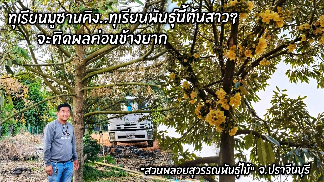 ทุรียนมูซานคิง..ทุเรียนพันธุ์นี้ต้นสาวๆ จะติดผลค่อนข้างยาก 