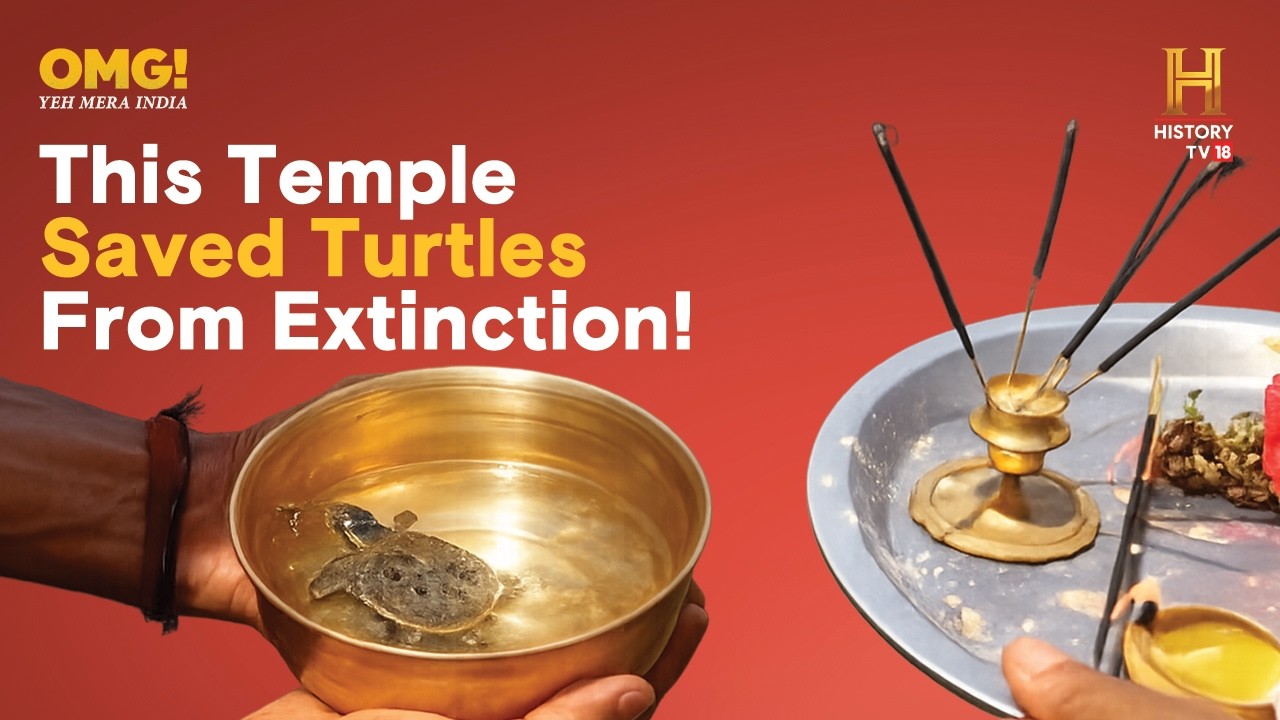 This Temple in Assam has been saving turtles from extinction! #OMGIndia S06E01 Story 4