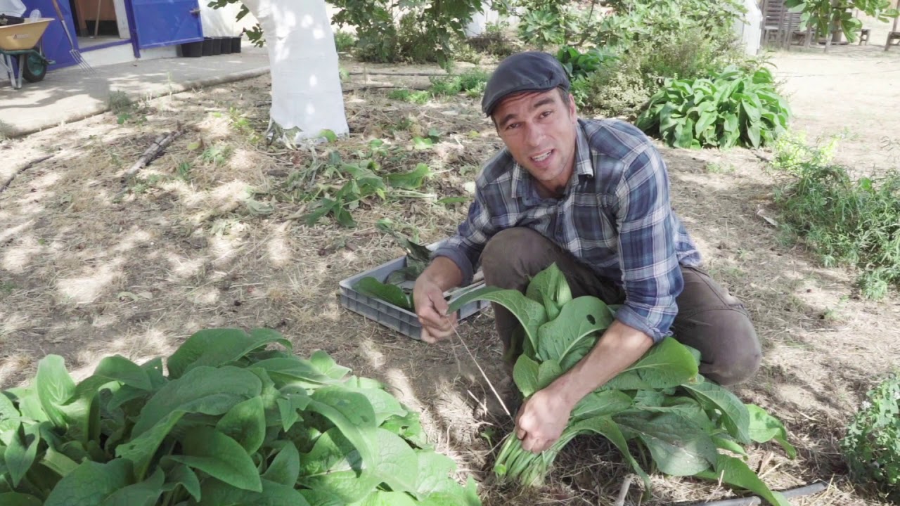 Usos pocos conocidos de la Consuelda, imprescindible en la huerta ecológica.