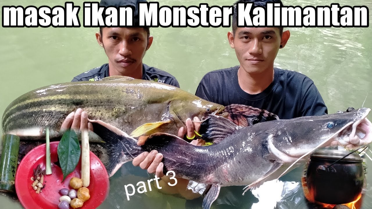 Memasak ikan tapah Monster pedalaman Kalimantan