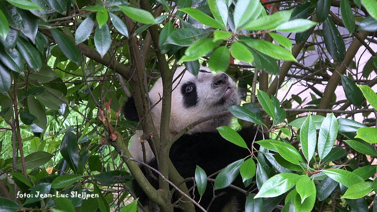 Lang Yue was overjoyed to be outside
