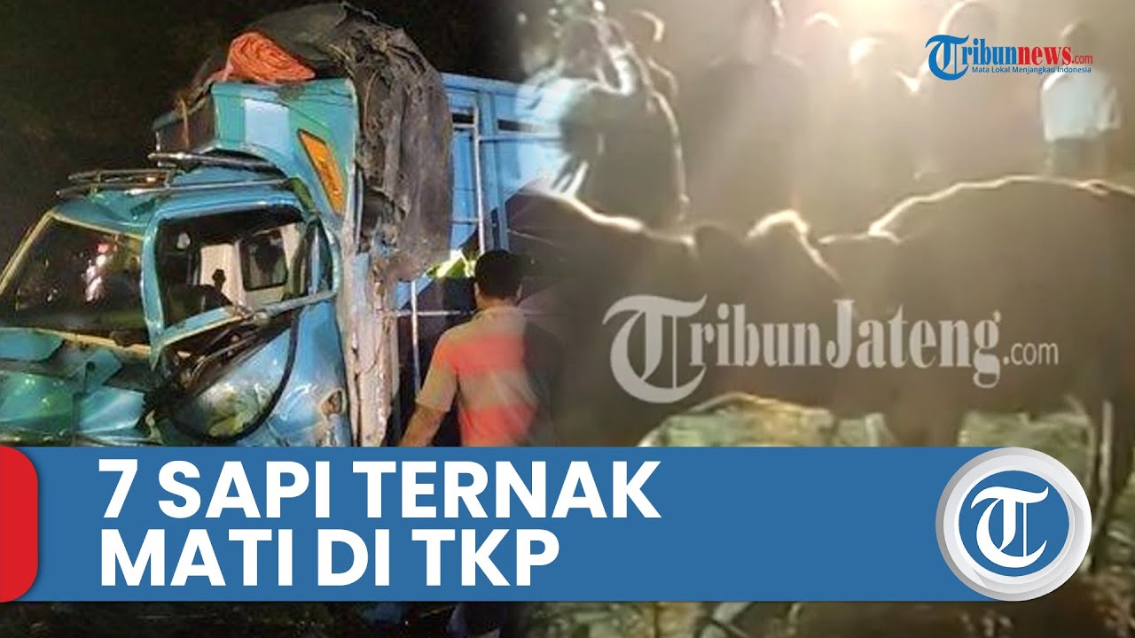 7 Sapi Mati di Kecelakaan JLS Salatiga, Diduga Rem Blong Truk Terdorong Trailer hingga Tabrak Pohon