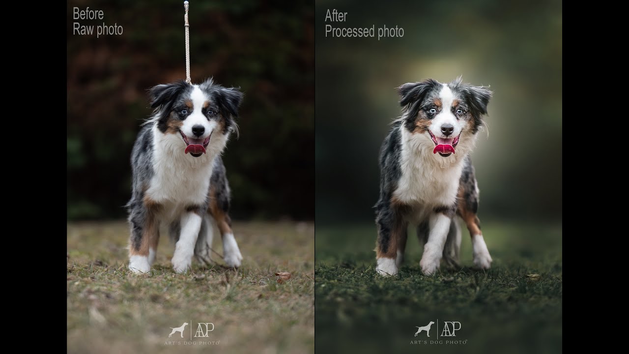 Dog photo editing with post-processing background blur and bokeh in Photoshop.