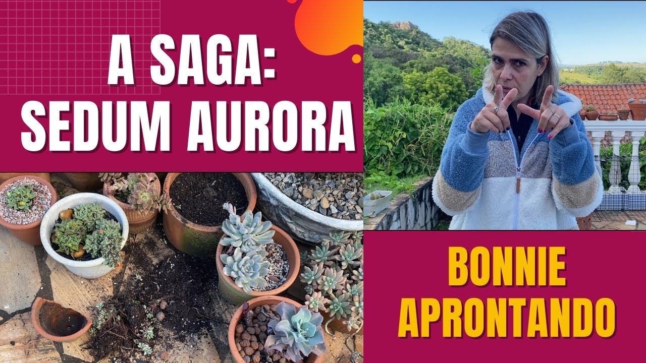 A SAGA do Sedum Aurora:  PREJUÍZO, Cães , NAFTALINA e Recontrução/Grazi Bittencourt