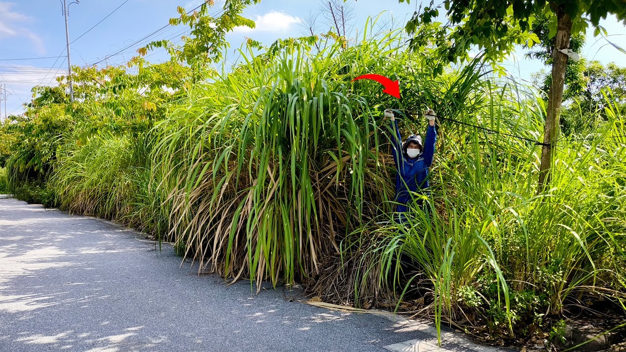20 Years and The Amazing Transformation of an Abandoned Sidewalk Covered in Giant Overgrown Weeds