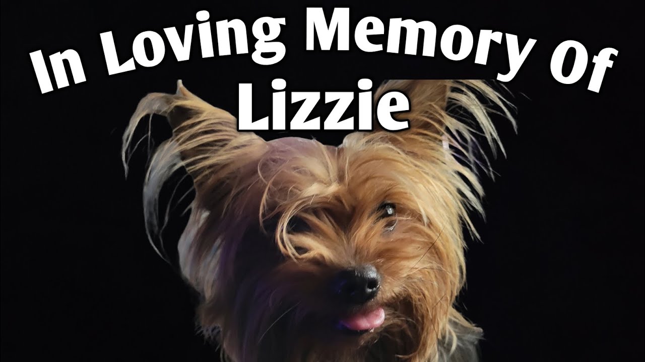 In Loving Memory of Lizzie