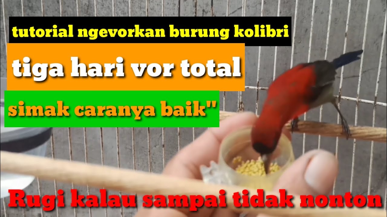 CARA melatih burung KOLIBRI agar makan voer,makanan kolibri|| cám chimhutmat