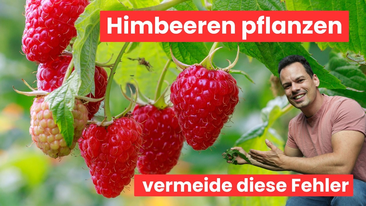 So erntest du Himbeeren in Massen- Pflanzen, Pflegen und D&uuml;ngen mit allen wichtigen Tipps und Sorten