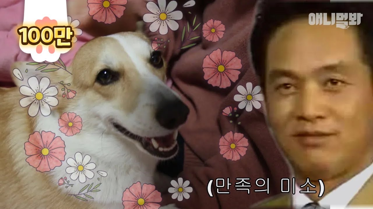 Настоящая причина, почему гений валлийского корги Ари может читать мысли людей