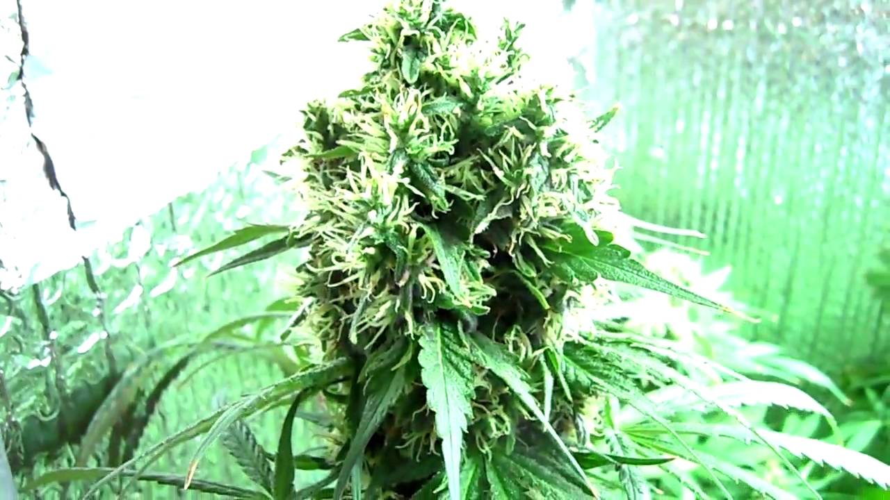 coolcats FIM tecknique results under white light