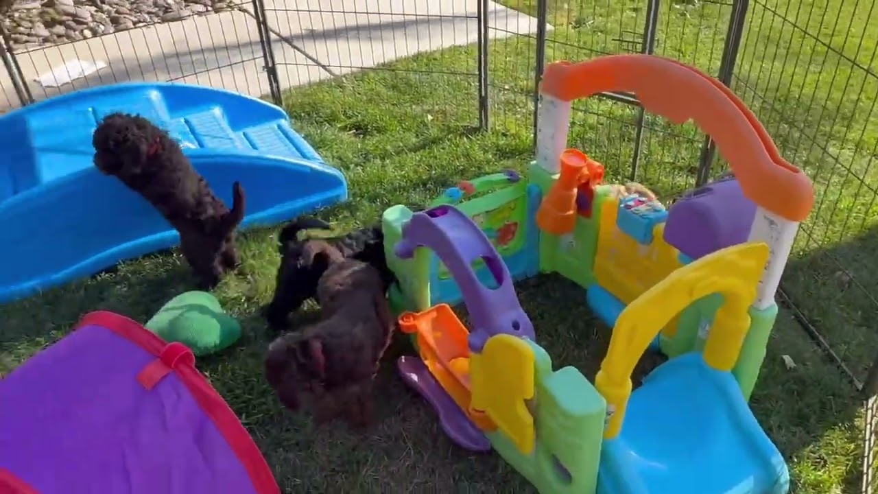 The Puppies first Stroll
