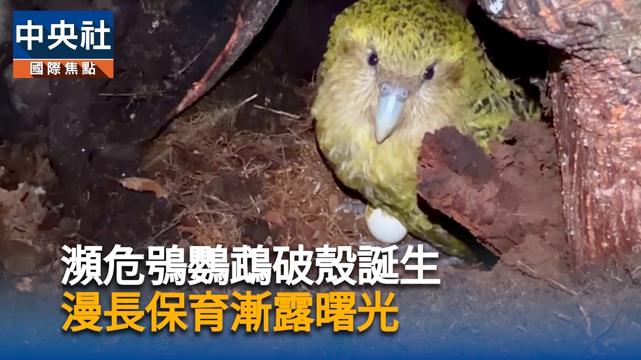 瀕危鴞鸚鵡破殼誕生　保育成果漸露曙光｜中央社影音新聞