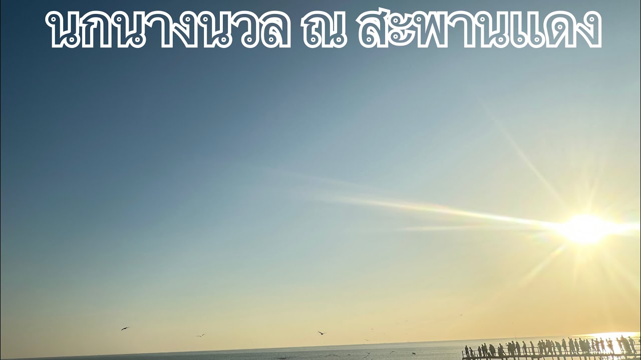 พามาดูนกนางนวล ณ สะพานแดง จังหวัดสมุทรสาคร