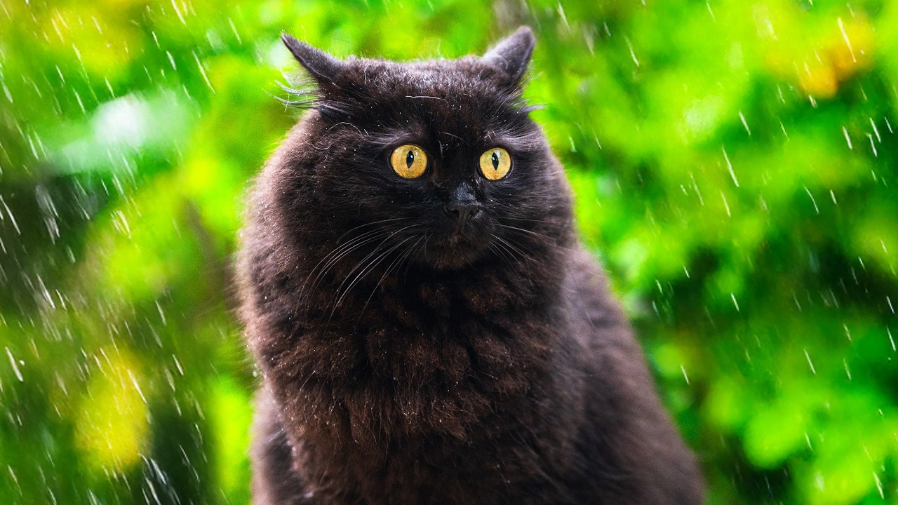 Cats VERY Confused by Rain 😂 No Music, No AI