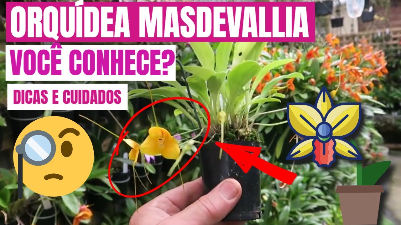 COMO CUIDAR DE ORQUÍDEA MASDEVALLIA