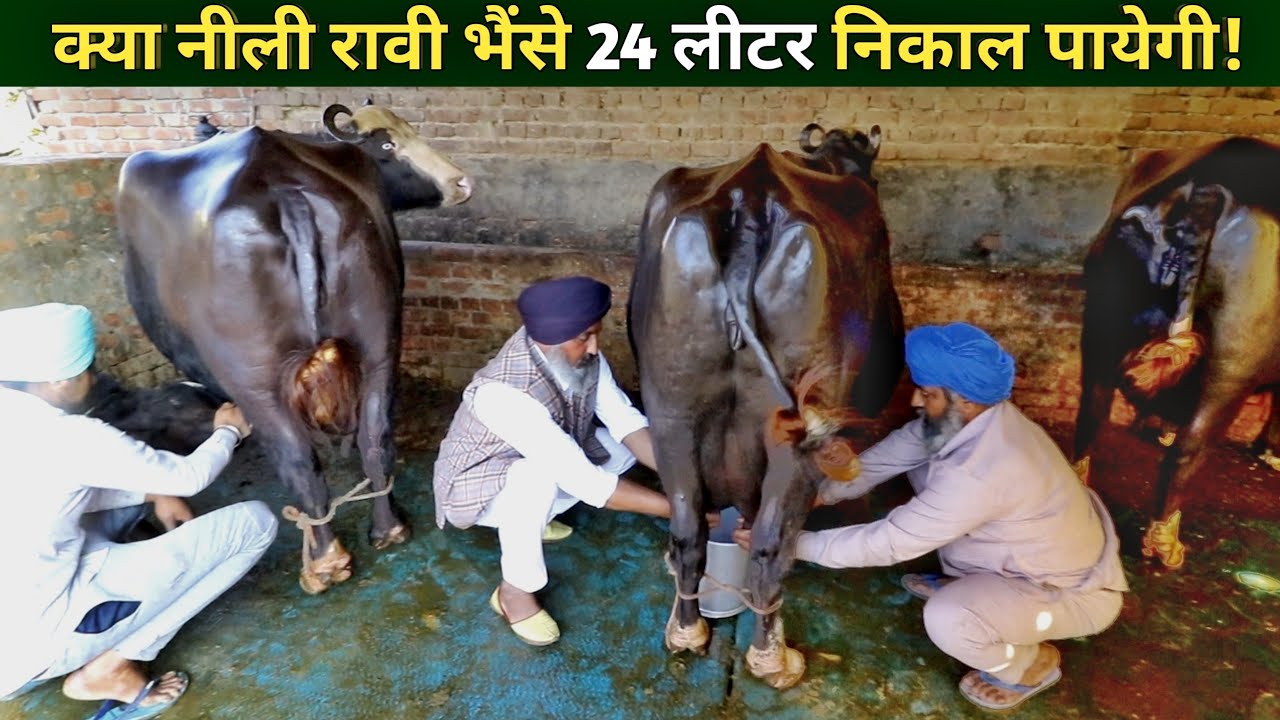 Full Milking of Nili Ravi Buffalo's At Deol dairy Farm Punjab