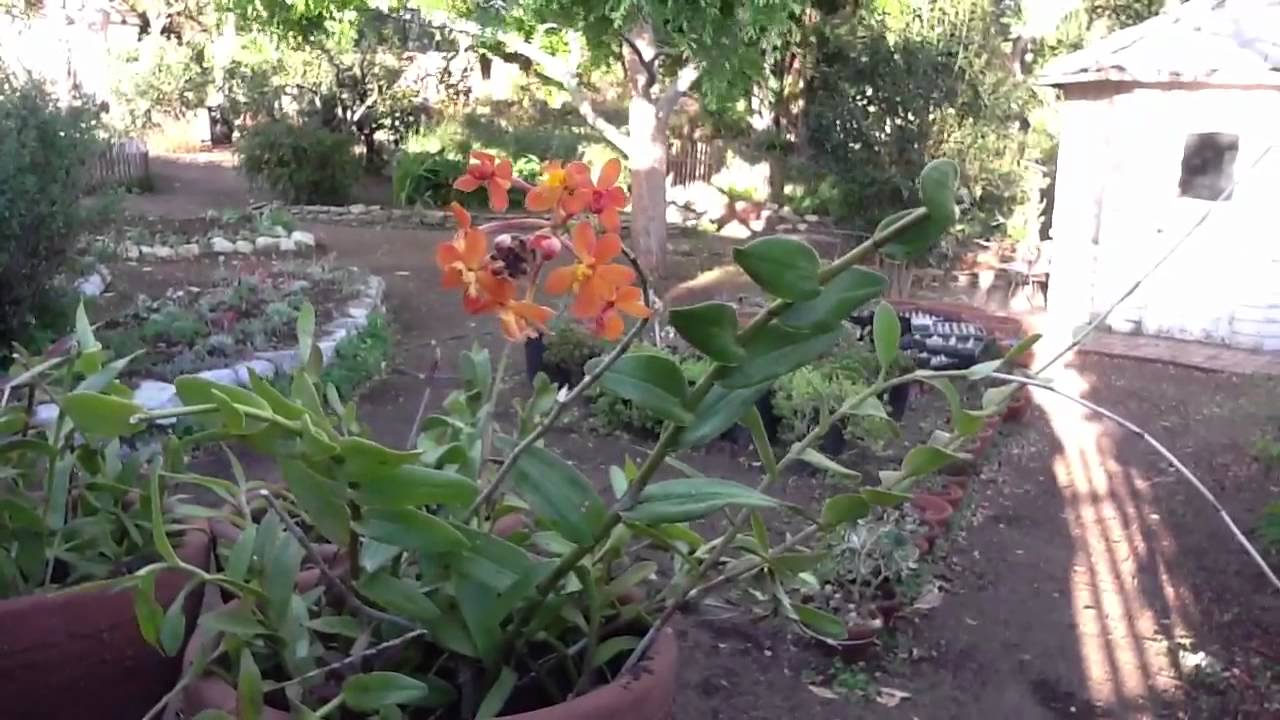 Epidendrum Radicans in Grace's Garden