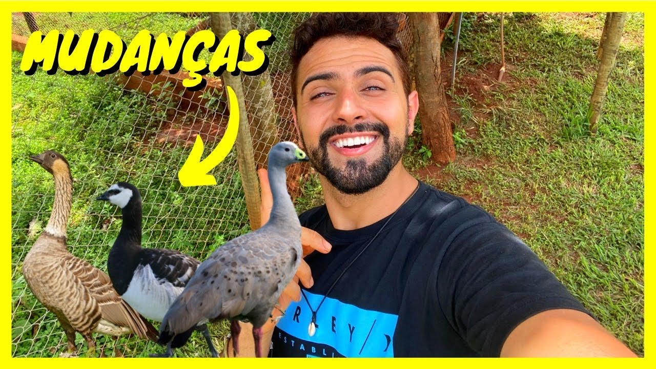 Separando os Casais de Gansos Cereopsis e Ganso do Havaí | Gutejando