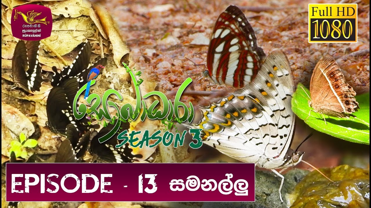 Sobadhara - Sri Lanka Wildlife Documentary | 2019-06-14 | Butterfly in Sri Lanka | සමනලුන්ට