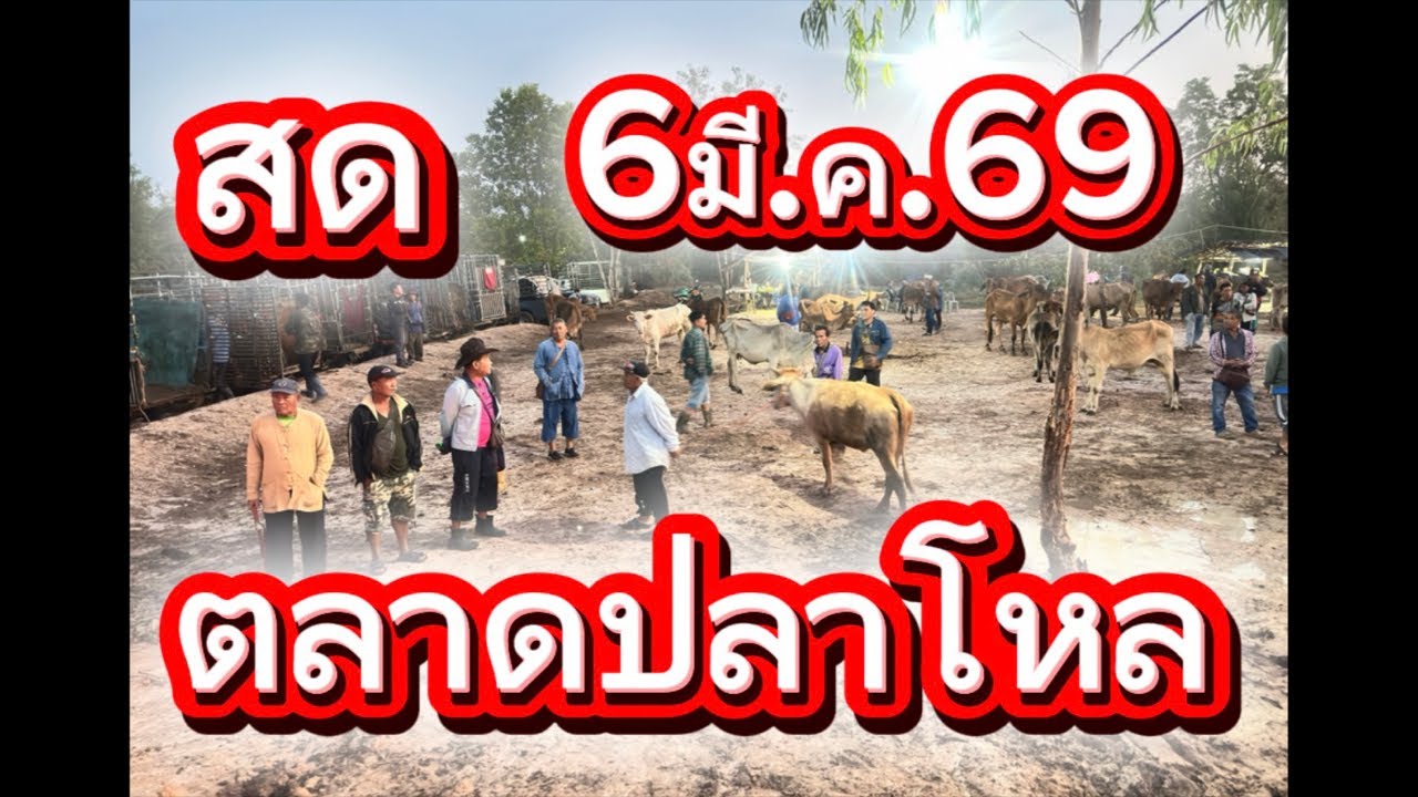 ชมบรรยากาศตลาดนัดโคกระบือปลาโหล อ.วาริช จ.สกลนคร #ราคาวัววันนี้