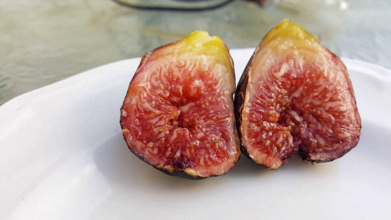 Bordisot Negra Coll Llarg Fig