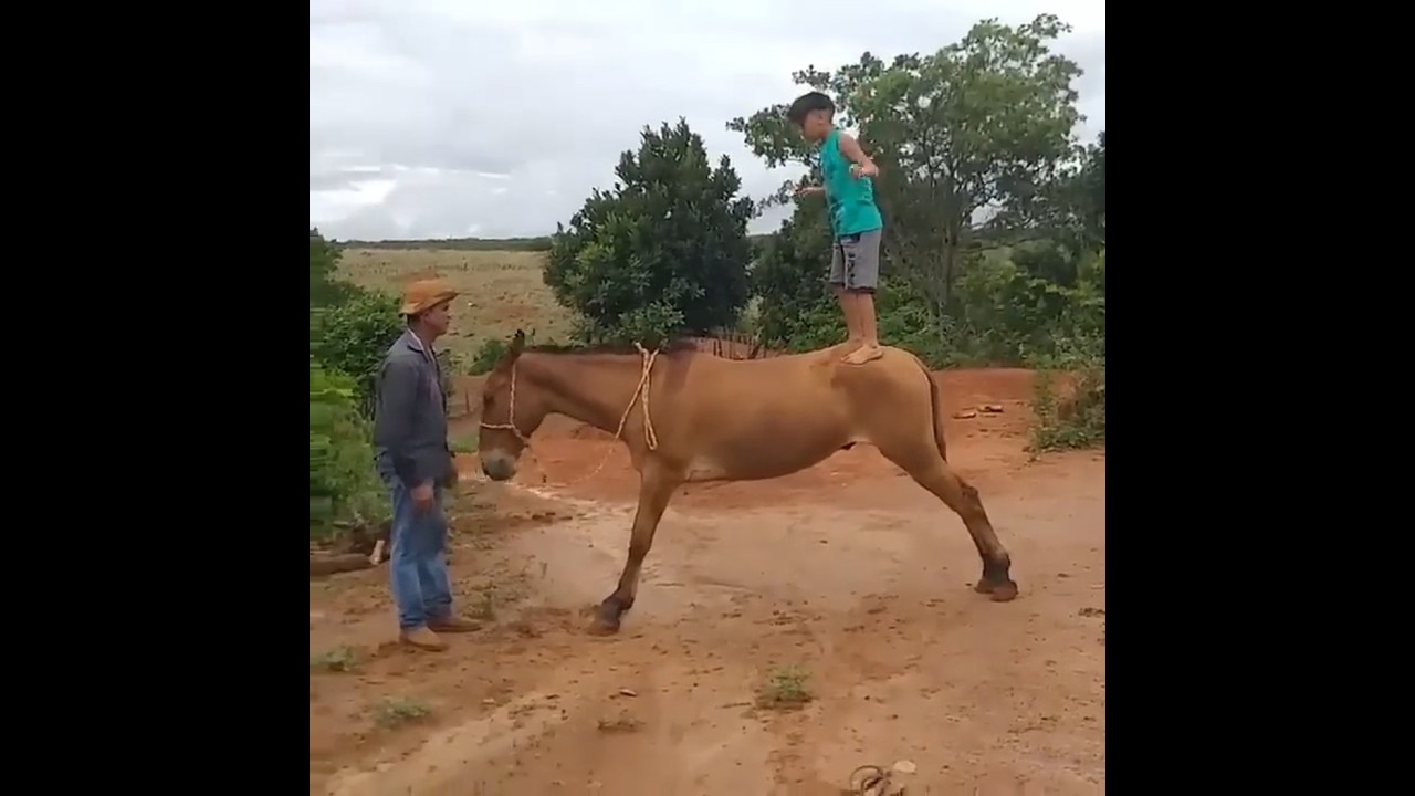 Menino Em P&eacute; no Burro Dengoso #Shorts