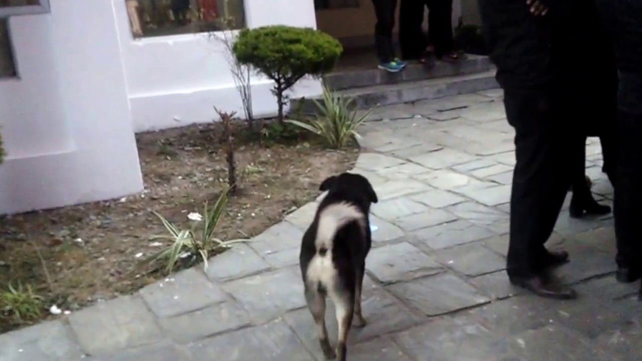 Dog pees everywhere in Literature Festival & looks for toilet