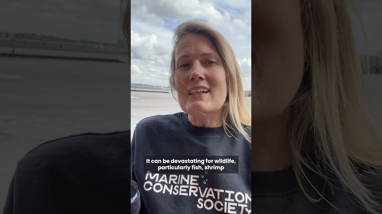 What are nurdles?  #beachclean