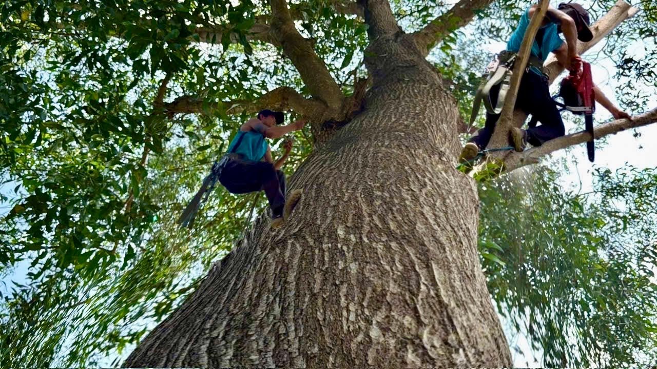 Cưa cây tràm bông vàng . Nhiều nhánh khó cưa . Cưa cây kỷ thuật cao 