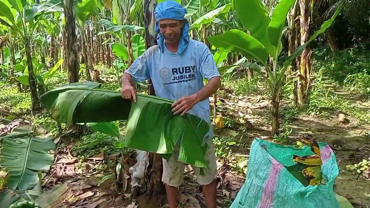 UPDATE PO TAYO SA RESULTA SA BAGONG IDEA  NA GINAGAMIT NI SIR AGRI SA KANYANG LAKATAN FARM 