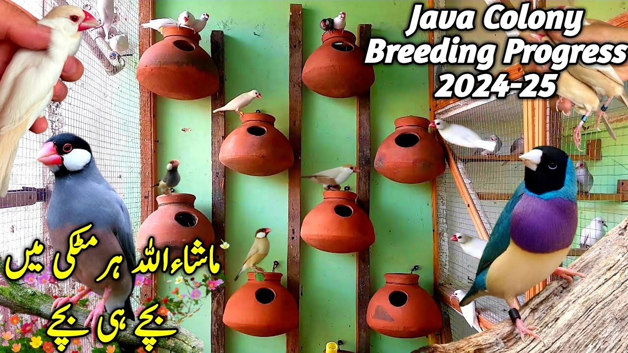 Java Finch Colony Breeding Progress 2024-25 || Java Breeding Tips || Java Breeding Setup