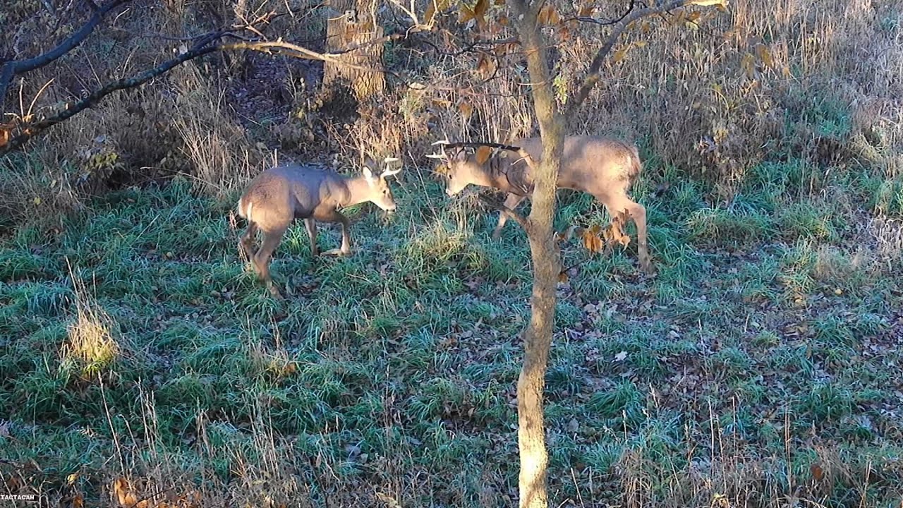 Tactacam 6.0 Deer hunting. Bow Mount Video