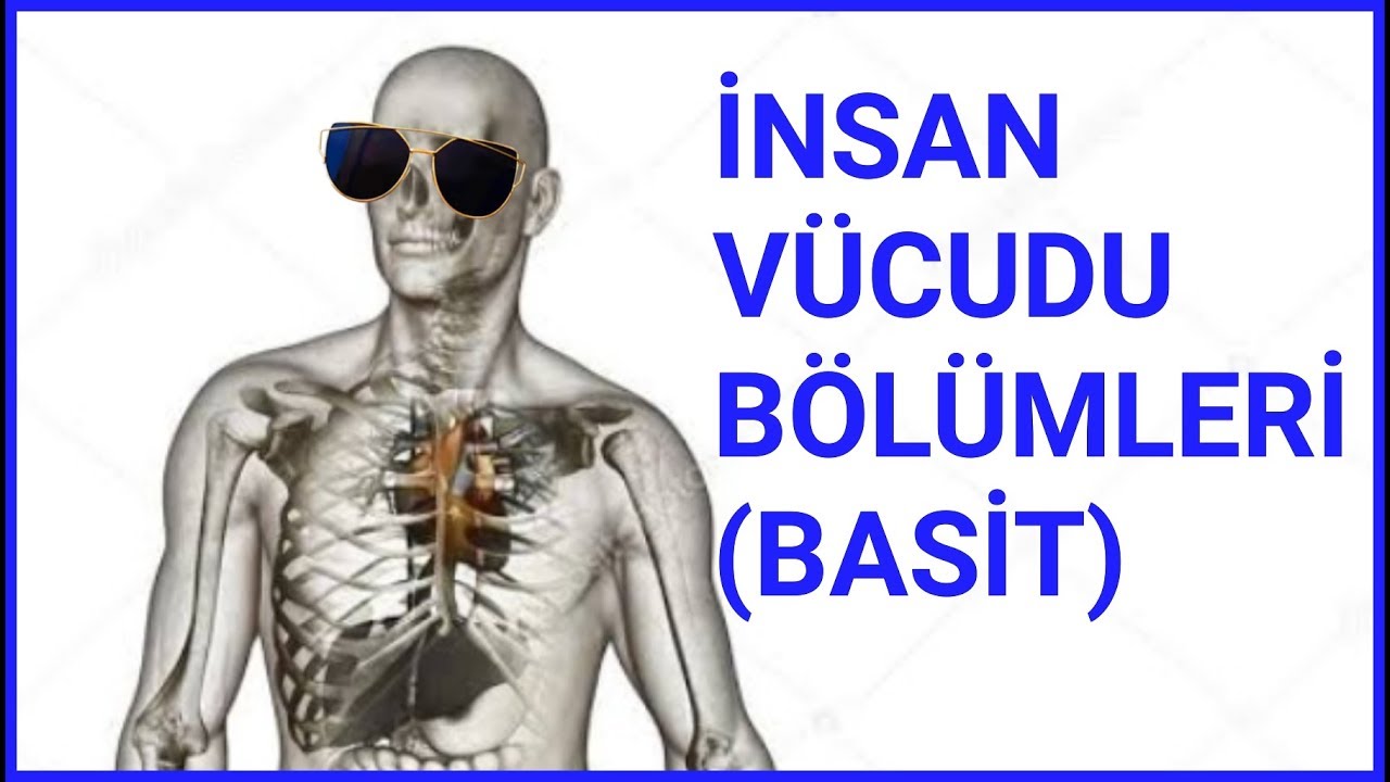 İNSAN VÜCUDU BÖLÜMLERİ | LATİNCE | EN SADE HALİ