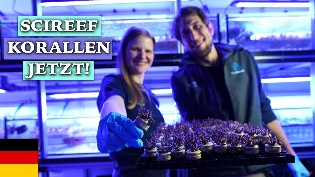 Weltweit die Ersten - SciReef KORALLEN jetzt KAUFEN!