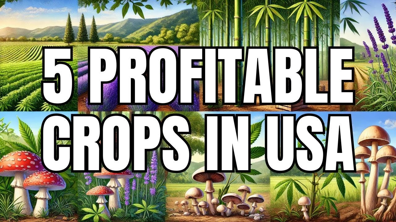 Top 5 High-Profit Crops to Grow in the USA for Maximum Earnings