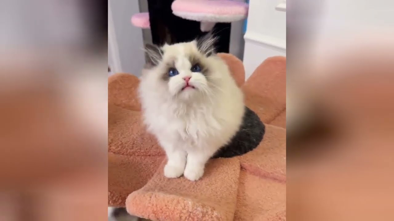 Cute baby felines are sure to bring light to your day