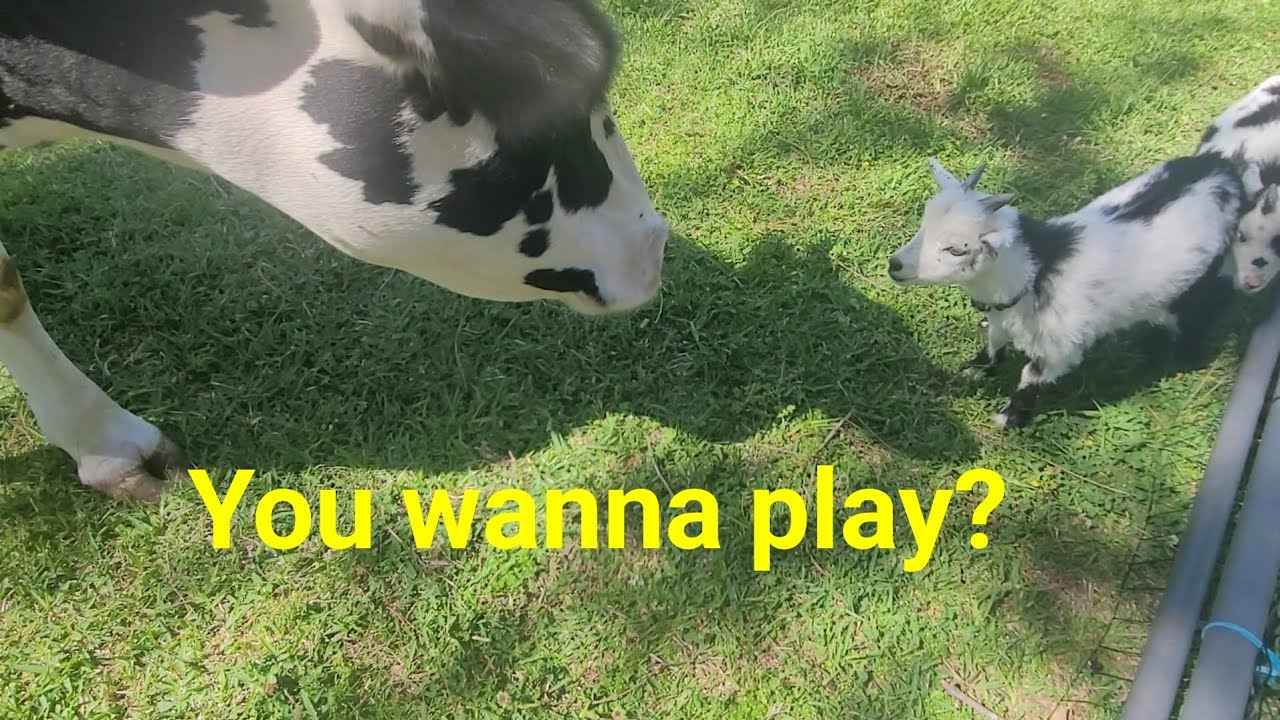 You Wanna Play?