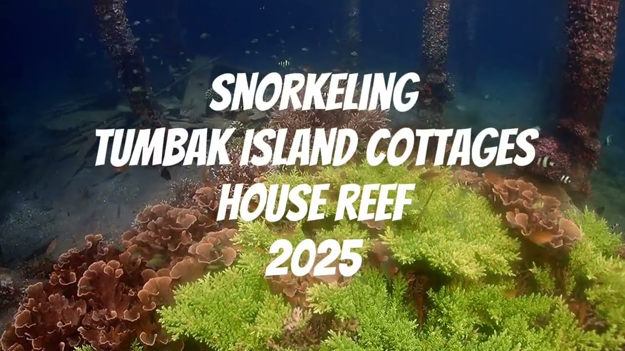 Snorkeling Tumbak Island Cottages house reef 2025