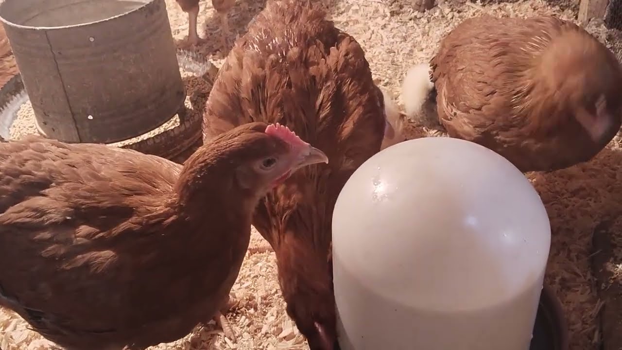 باقى الفراخ الساسو والبط الخليط ما شاء الله تبارك الله 