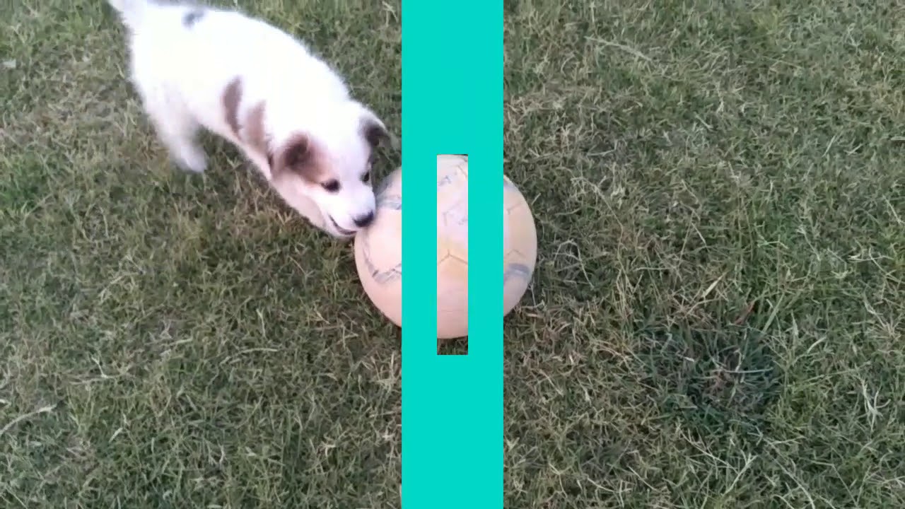 CUTE puppy playing FootBall