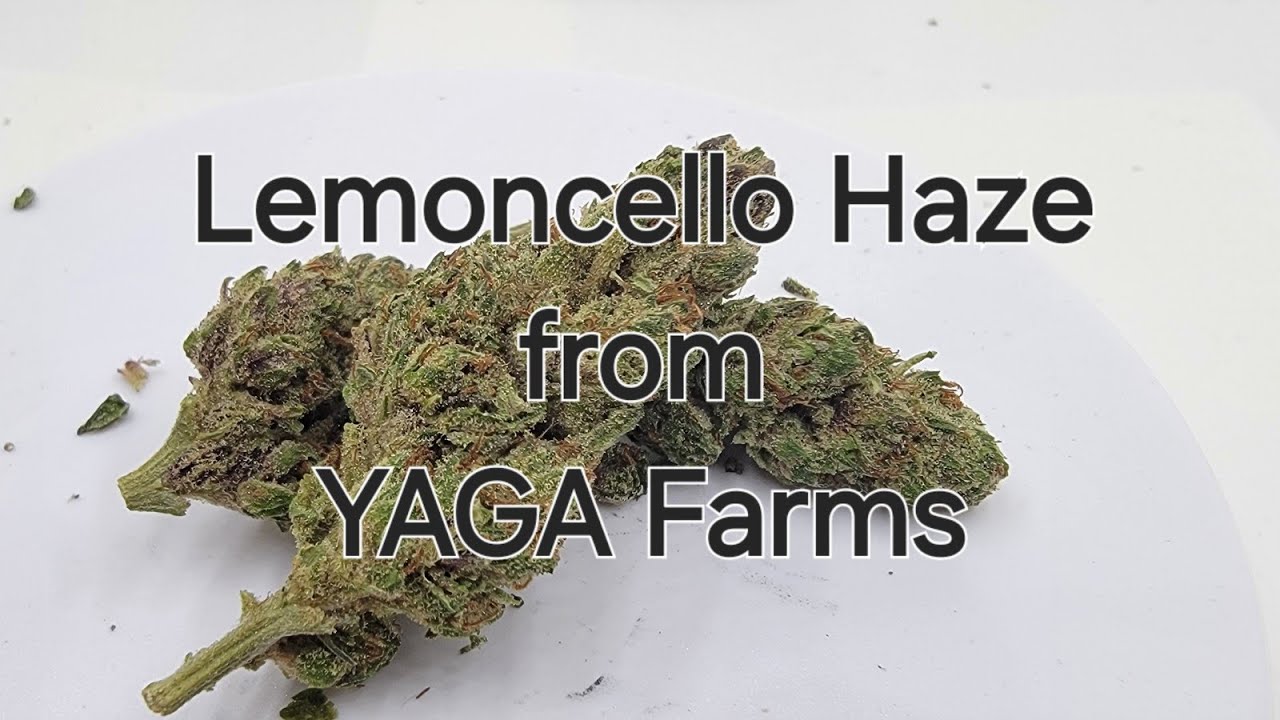 Greenhouse Grow from YAGA Farms - Lemoncello Haze - THCa Flower Review