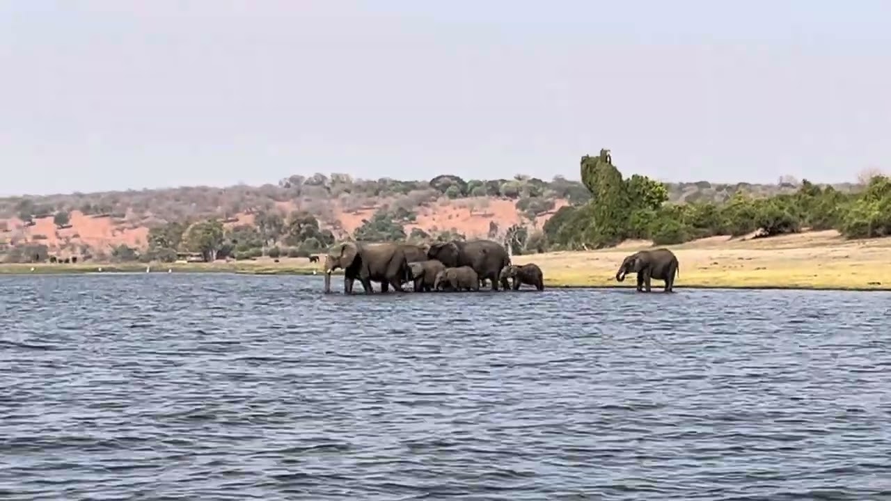 Herd of Elephants Crossing Chobe River in Botswana