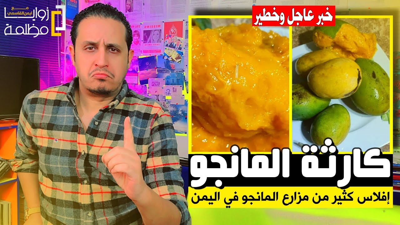 كارثة إفلاس مزارع المانجو اليمنية بعد كشف حقيقة الديدان .. فيديوهات صادمة