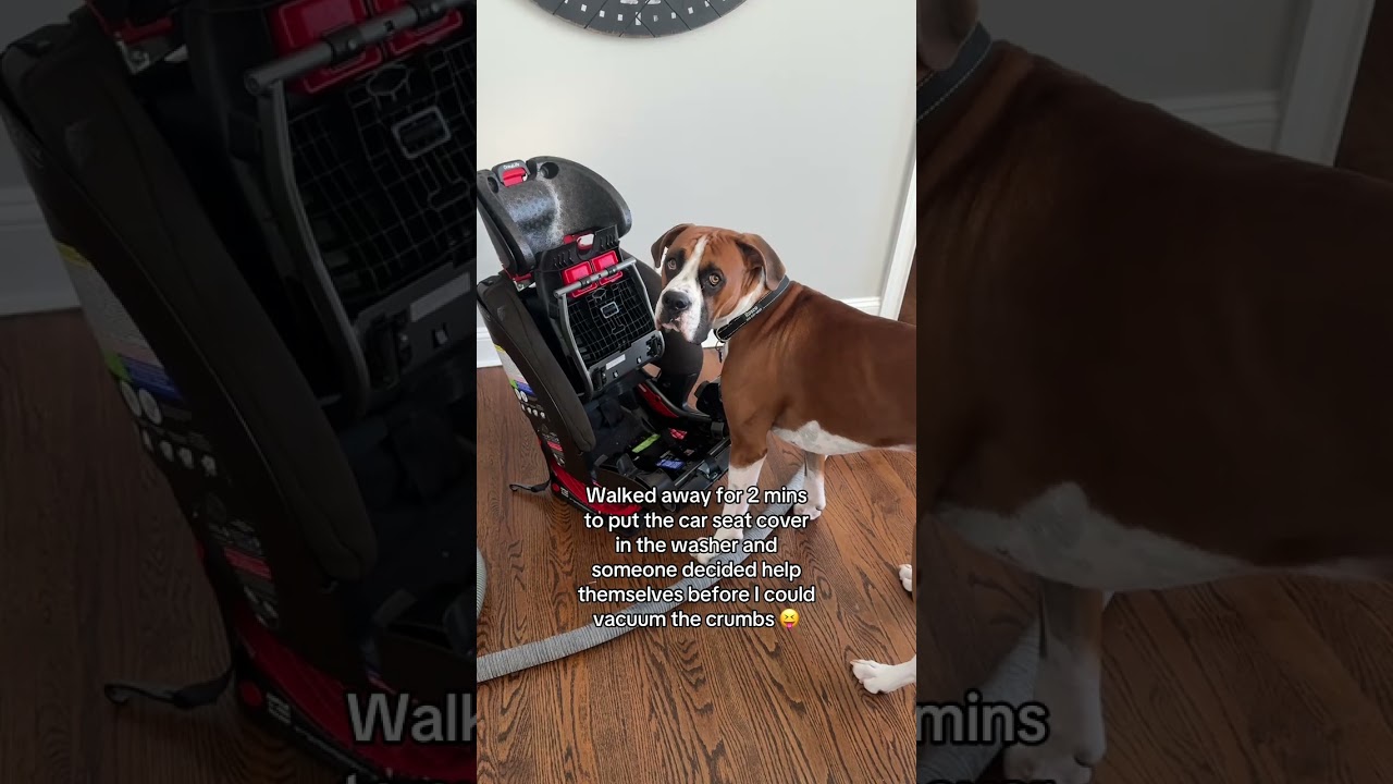 @rosco_theboxer: Это его перекус после завтрака 😂 #собака #любительсобак
